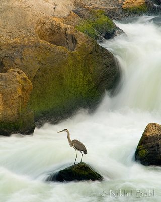 Water Fall Heron DSC_5105.jpg