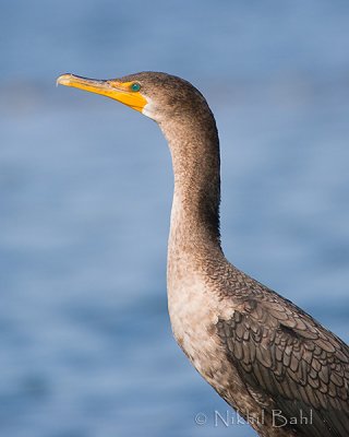 Double-crested Comorant_NIK5365.jpg