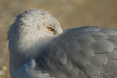 Gull_NIK1606.jpg