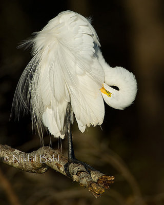 Preening Egret_NIK2510.jpg