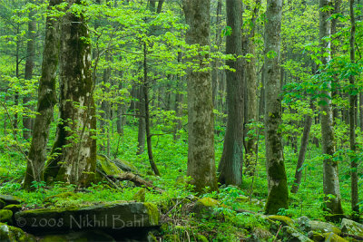 Forest_NIK0282.jpg