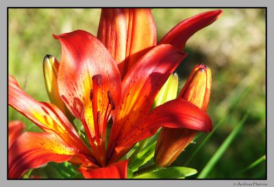 Crown imperial