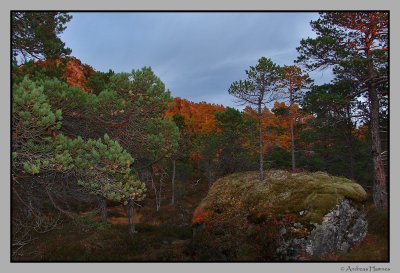 Deer hunting, september evening