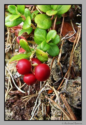 Red bilberry