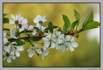 Bitter cherry