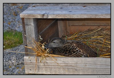 Eider duck in the nesting box