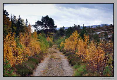 Colorful track