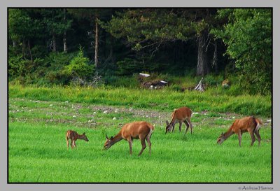 3 week young deer (left)