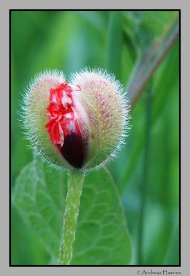 Siberian poppy