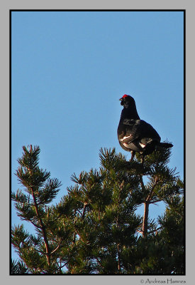 Black Grouse