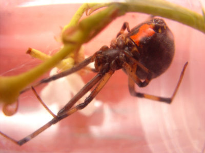 Black Widow Spider (Mother) 4034 JLA.jpg