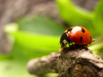 Ladybug eating 2.jpg
