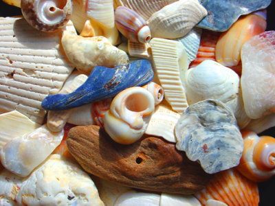 sea_shells