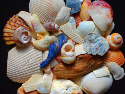 shells   014 b.jpg