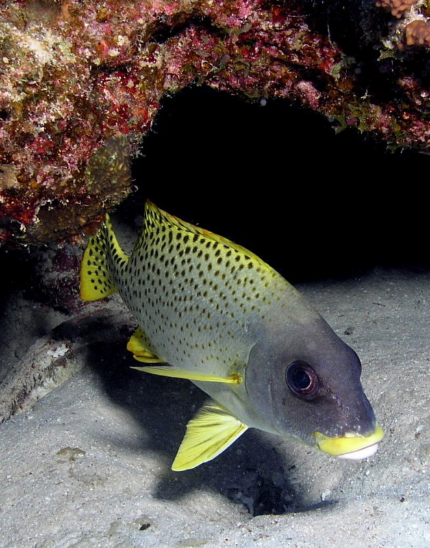 Blackspotted Sweetlips.jpg