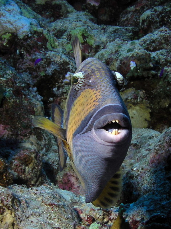 Titan Triggerfish.jpg