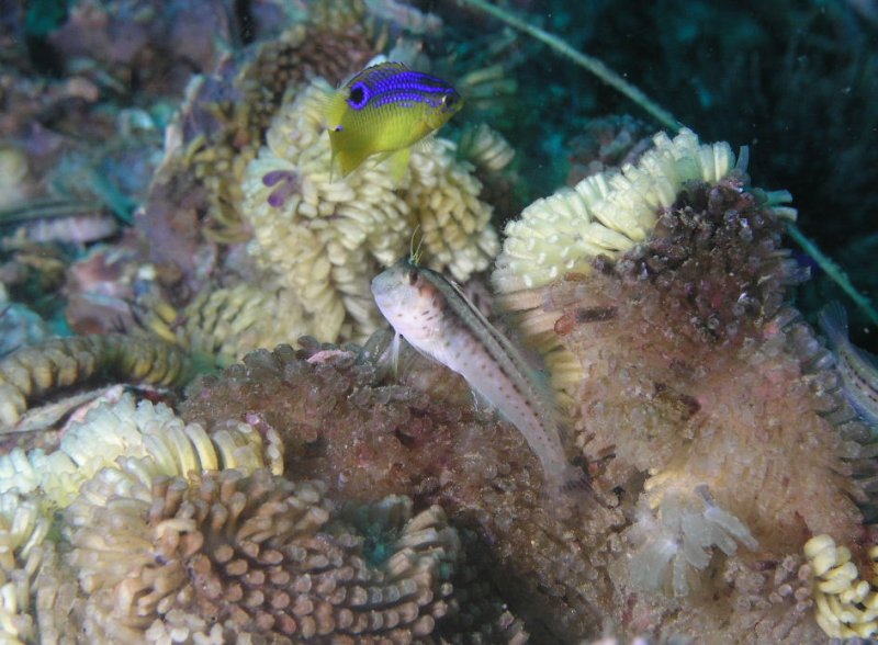 blenny and damselfish