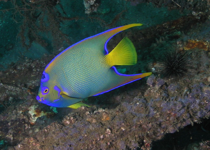 Queen Angelfish