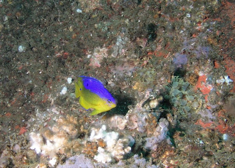 Cocoa damselfish