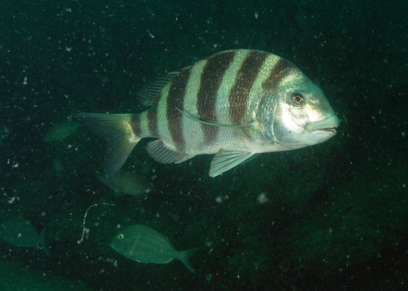 Sheepshead, Marquardts Barge