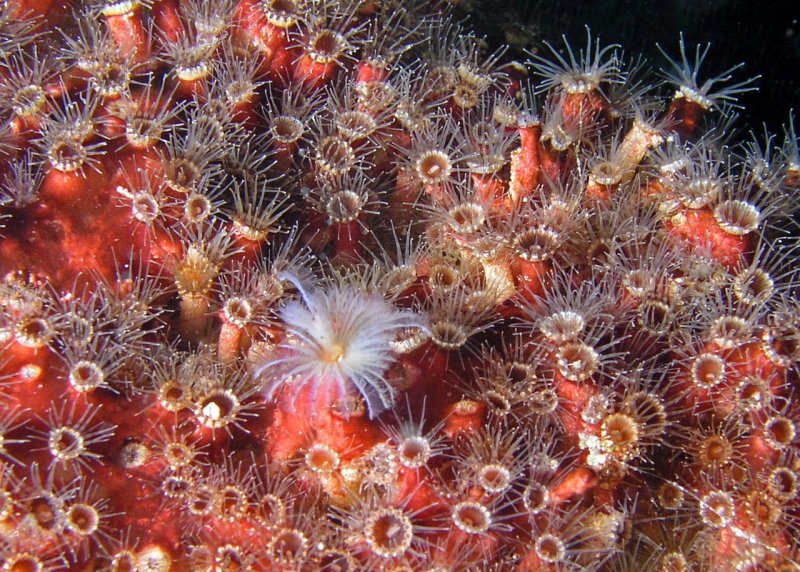 Tube worm and coral polyps