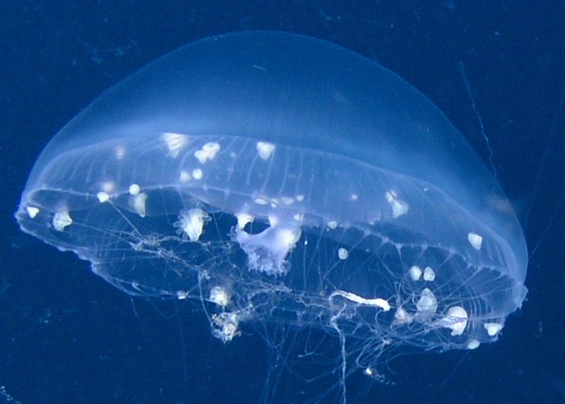 Jellyfish-making babies?