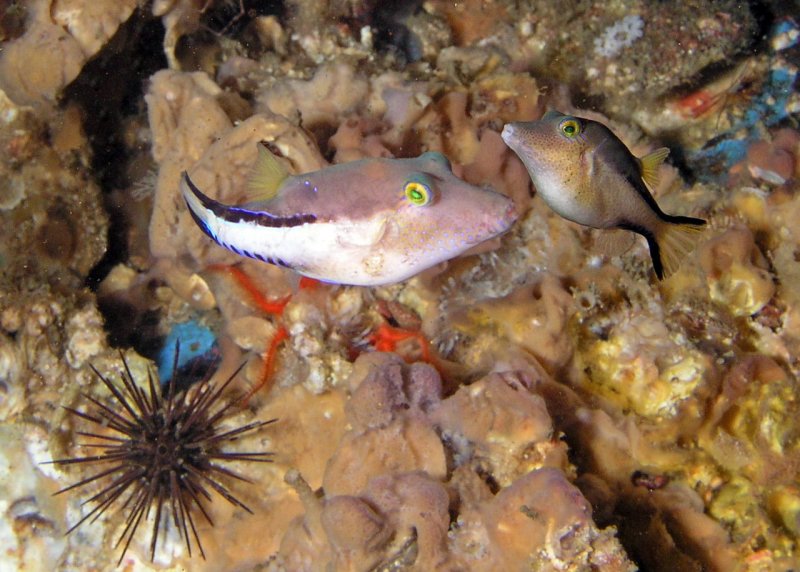 Sharpnose Puffers