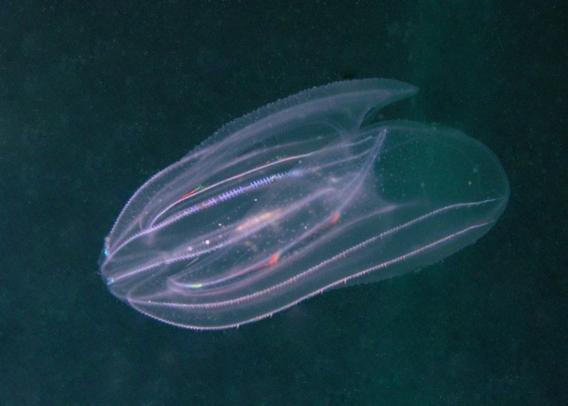 Cone Jellyfish