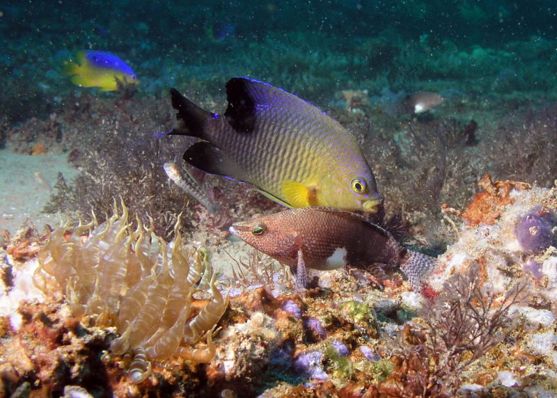 Cocoa Damselfish