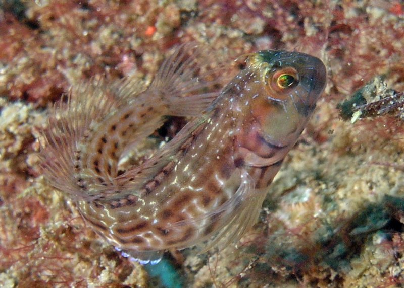 Seaweed Blenny