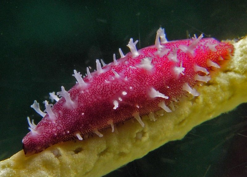 West Indian Simnia Cowry