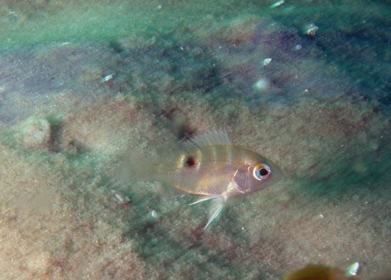 Juvenile Red Snapper