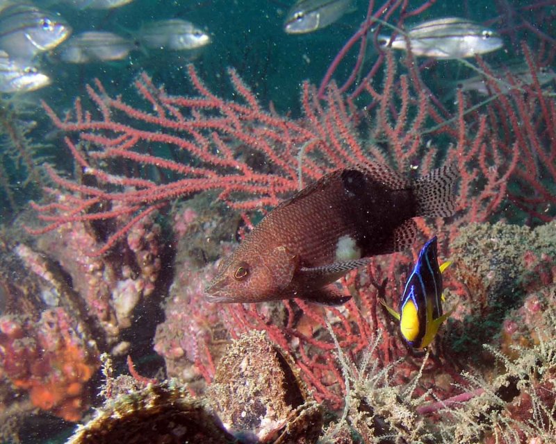 Belted Sandfish