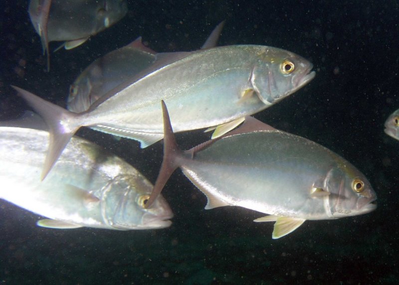 Amberjacks P9120109