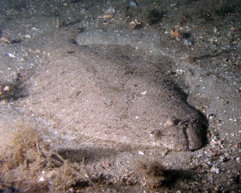 Flounder