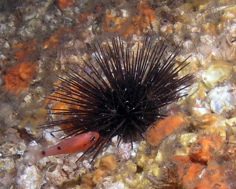 Two-Spot Cardinlfish