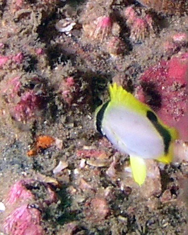 Spotfin Butterflyfish juvenile
