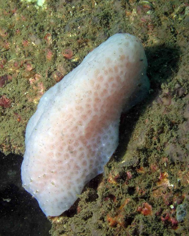 Sea Pork tunicate