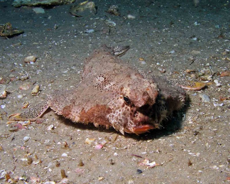 Polkadot Batfish