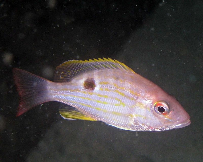 Juvenile Lane Snapper