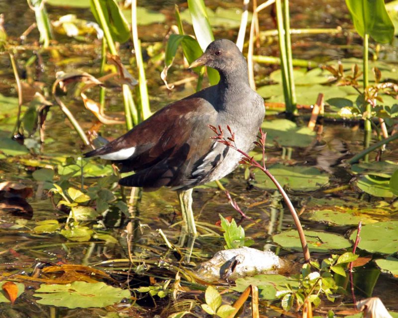 IMG_4391 common moorhen.jpg