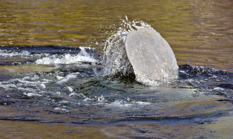 IMG_4447 manatee tail.jpg