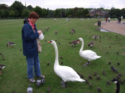 Hungry swans at the park