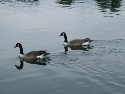 Canadian geese?