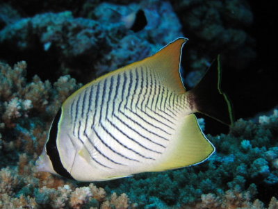 Chevron Butterflyfish.jpg