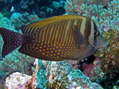 Sailfin Tang.jpg