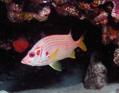 Longjawed Squirrelfish.jpg