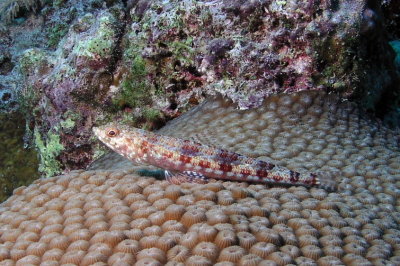 Reef Lizardfish.jpg