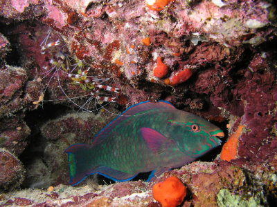 Parrotfish and Boxer Shrimp.jpg
