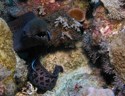Moray with cleaner wrasses.jpg